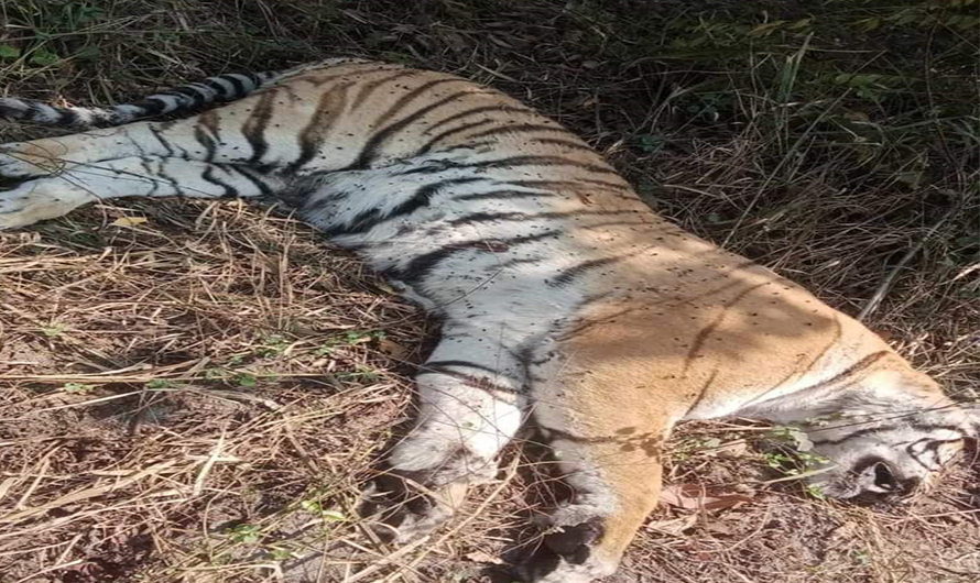 कञ्चनपुरमा पाटेबाघ मृत फेला