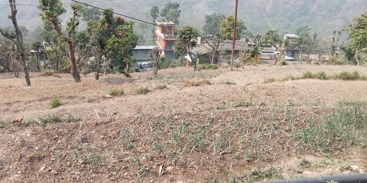 असिनाले गहुँबाली र तरकारीमा क्षति