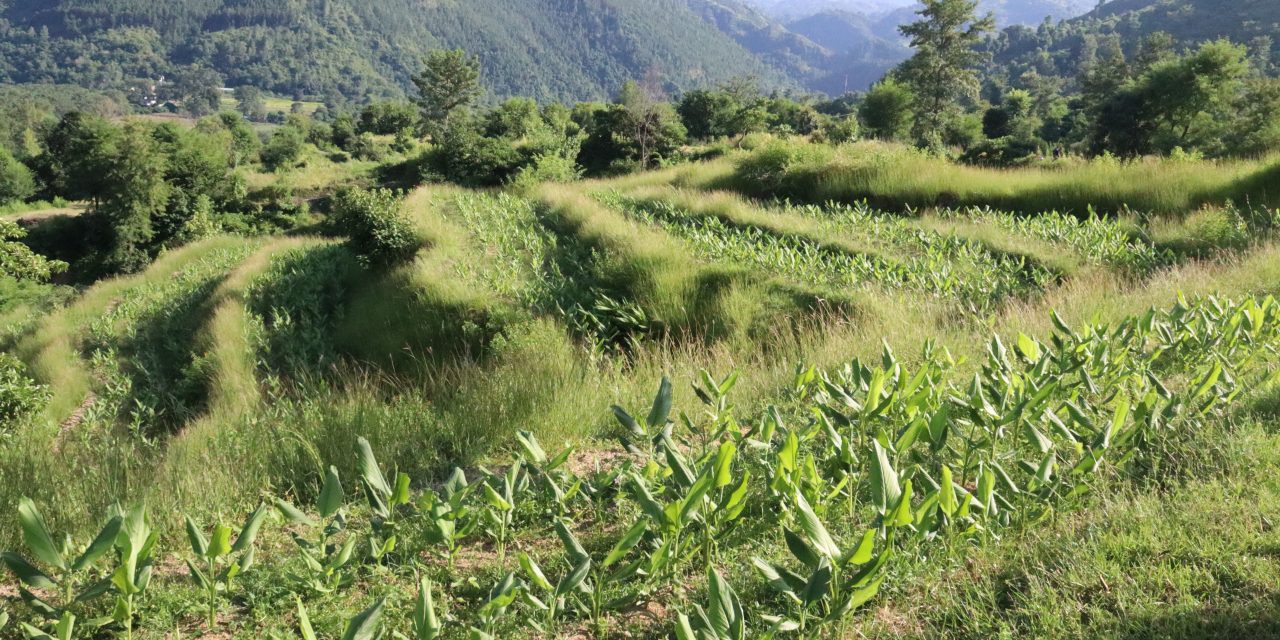 बाढीले ५० लाख बराबरको केरा नोक्सान