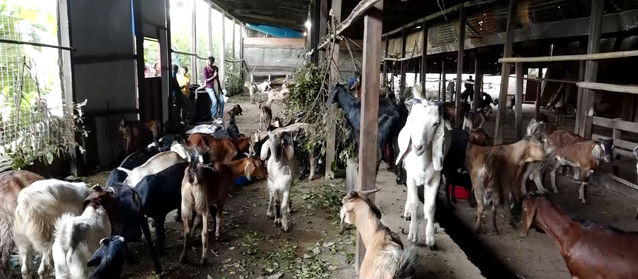 साप्ताहिक हाटबजारमा खसीबोका बिक्री
