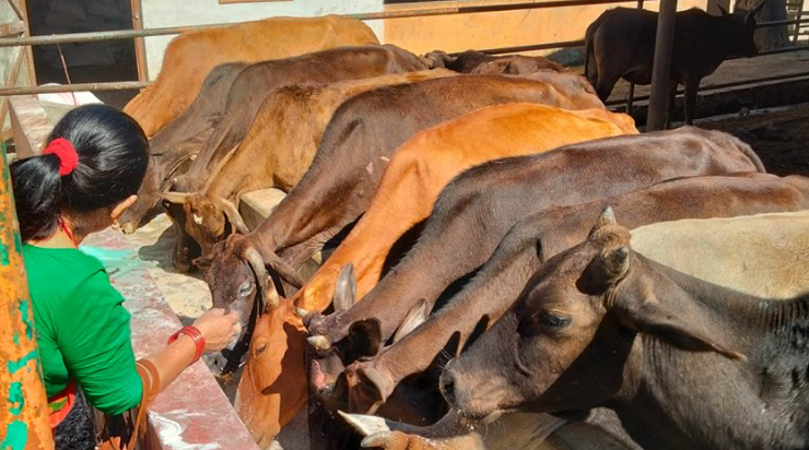 चौपाया छाडा छाड्नेलाई सात हजार जरिवाना