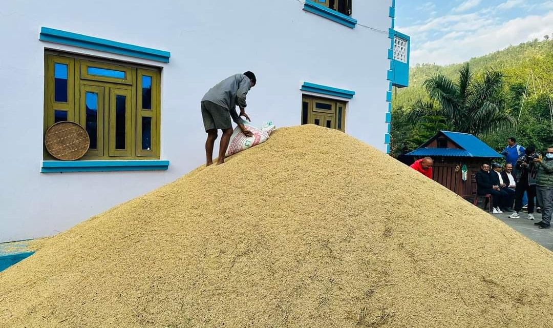 एउटै व्यक्तिले फलाए चार सय मुरी  धान