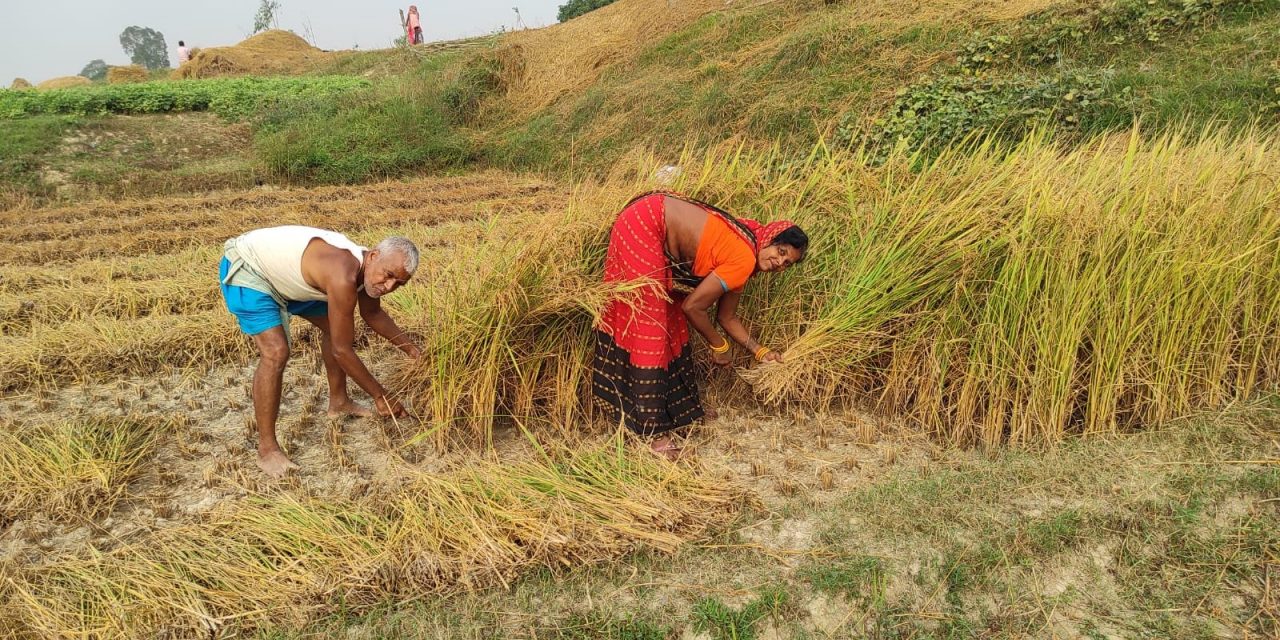 तिहार र छठ सकिएसँगै किसान धान काट्न व्यस्त