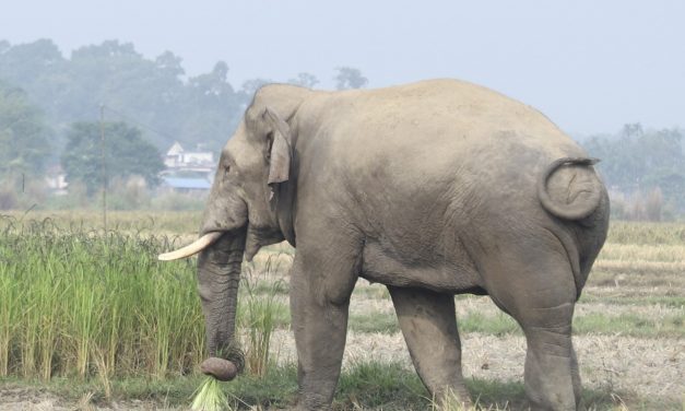 हुल बाँधेर आउन थाले बाहुनडाँगीमा हात्ती