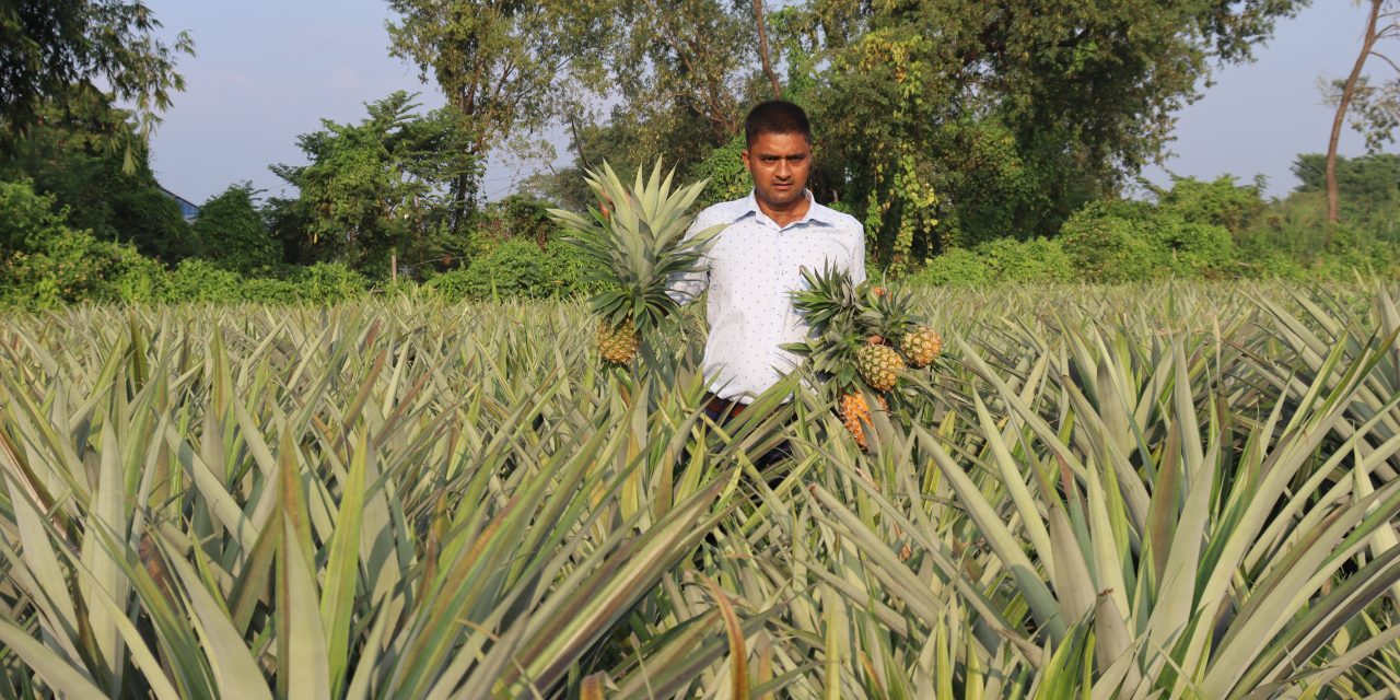 भुइँकटहर खेतीबाट वार्षिक १५ लाखसम्म आम्दानी गर्दै विष्ट