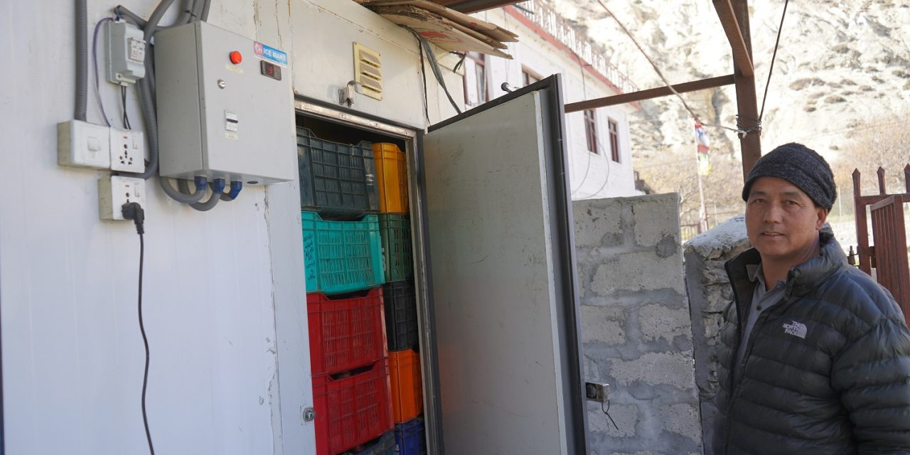 मुस्ताङमा स्याउ कुहिएर क्षति बेहोर्नुपर्ने समस्या हट्यो