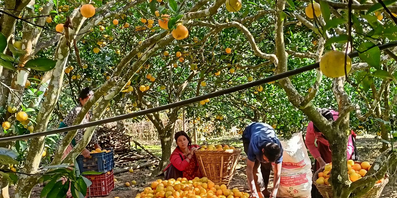जुनारले बढायो समृद्धिको यात्रा
