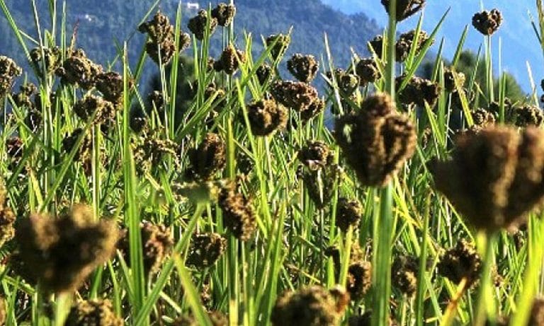 झापामा ९ सय ३७ मेट्रिक टन कोदो उत्पादन