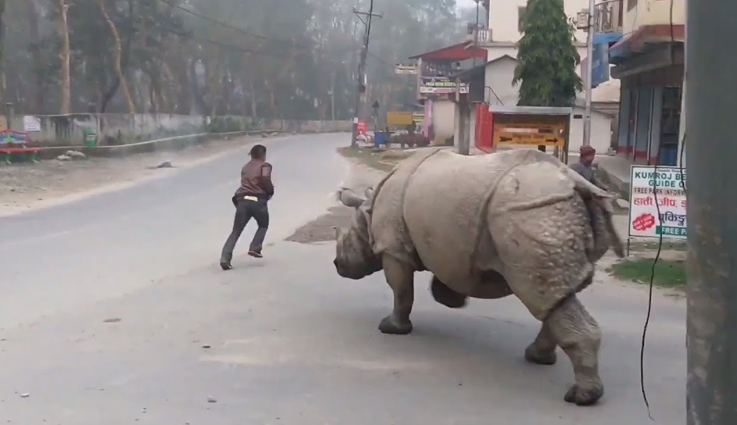 गैँडाको आक्रमणबाट एक जनाको मृत्यु