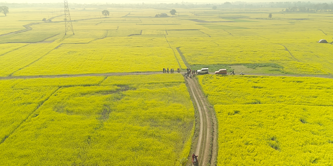 सिँचाइ पुगेपछि भेँडाबारीको गौचरनमा तोरीखेती