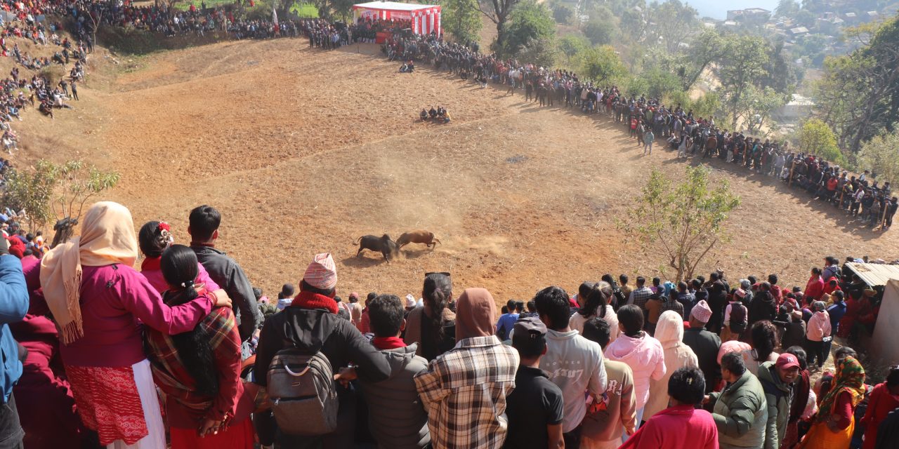 नुवाकोटका विभिन्न स्थानमा गोरु जुधाई गरी मनाइयो माघेसङ्क्रान्ति