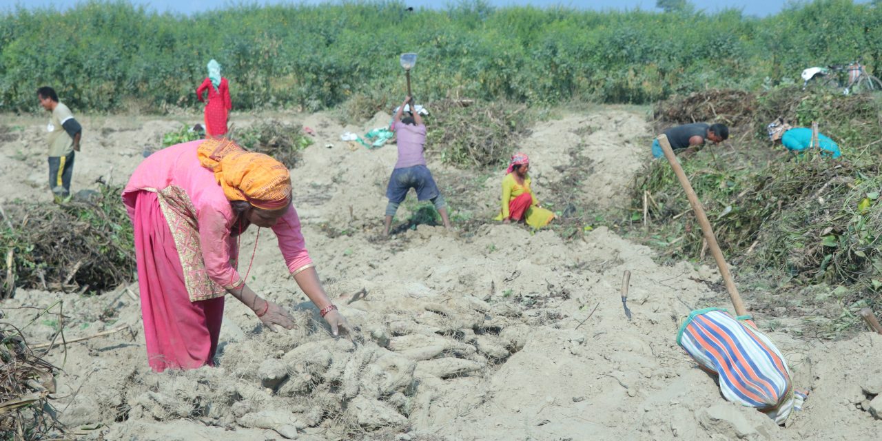 माघेसङ्क्रान्ति नजिकिएसँगै सर्लाहीका किसानलाई तरुल खन्न भ्याइनभ्याइ