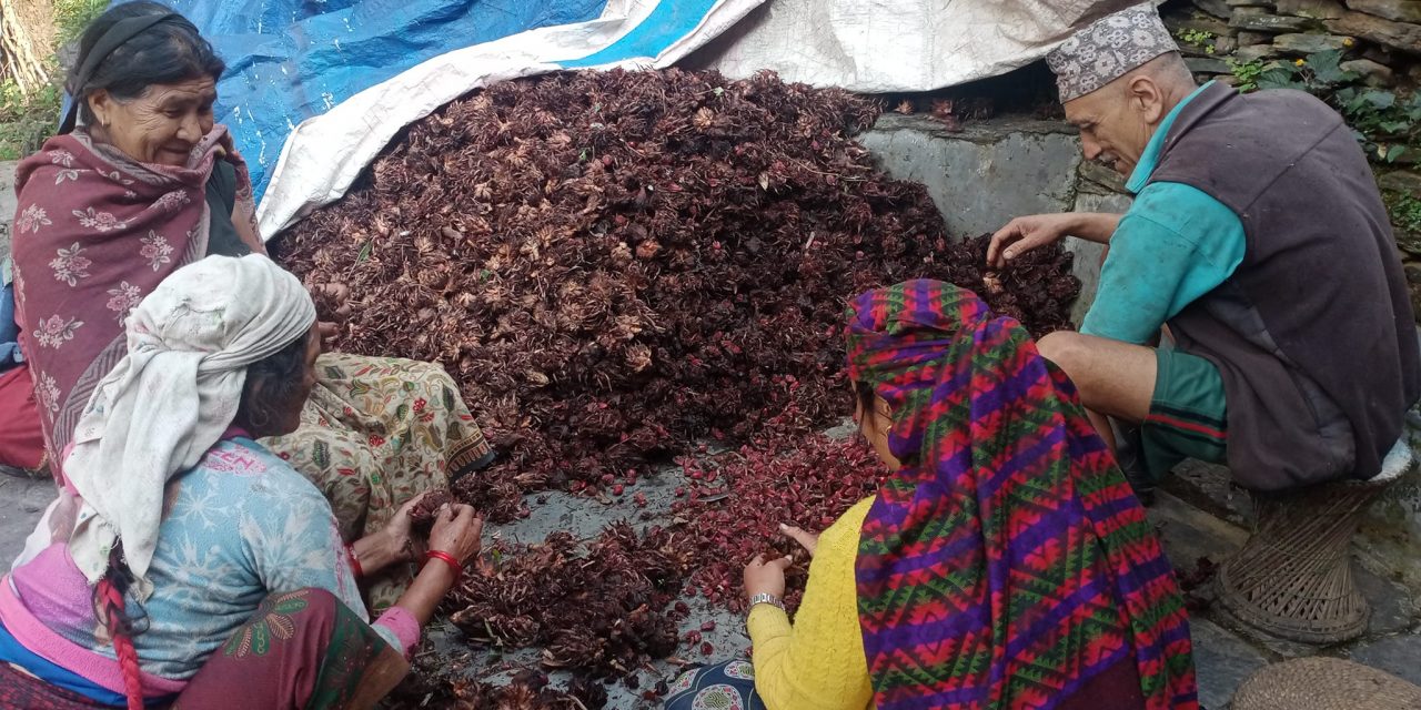 अलैँची उत्पादनमा वृद्धि, एकै वर्षमा ६ करोडको कारोबार