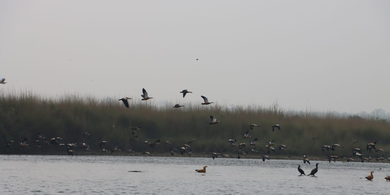 ताल तथा सीमसार क्षेत्रमा पाइने चराको अस्तित्व खतरामा