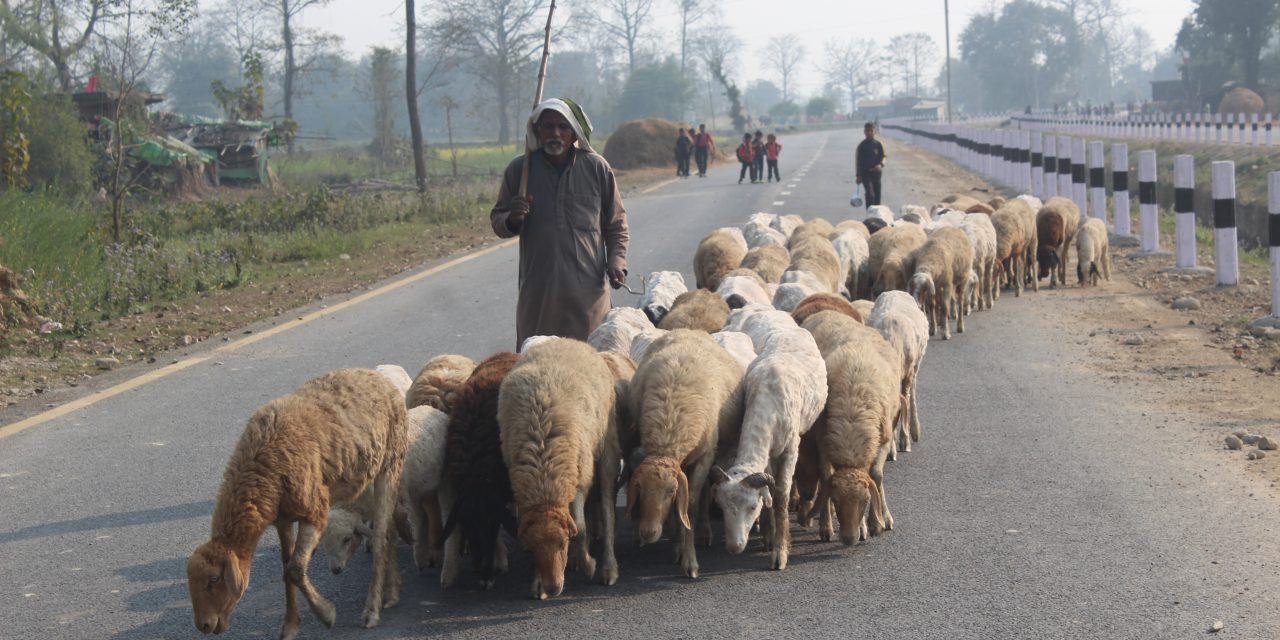 बिक्री भएन ऊन, विस्थापित हुने जोखिममा ‘भेडिहार’