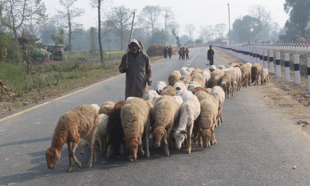 बिक्री भएन ऊन, विस्थापित हुने जोखिममा ‘भेडिहार’