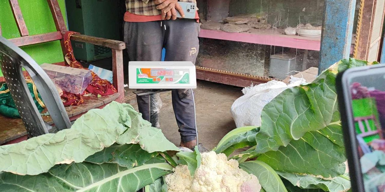 बाह्र किलोको काउली फलाएका खत्री भन्छन्– ‘विदेश जाने सोच कहिले पनि आएन’