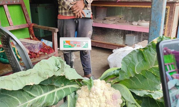 बाह्र किलोको काउली फलाएका खत्री भन्छन्– ‘विदेश जाने सोच कहिले पनि आएन’