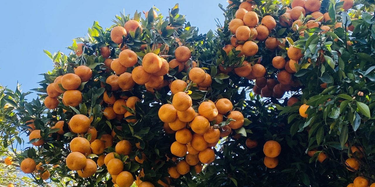 गण्डकीमा ४ अर्बभन्दा बढीको सुन्तला उत्पादन