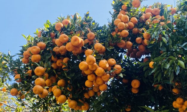 गण्डकीमा ४ अर्बभन्दा बढीको सुन्तला उत्पादन