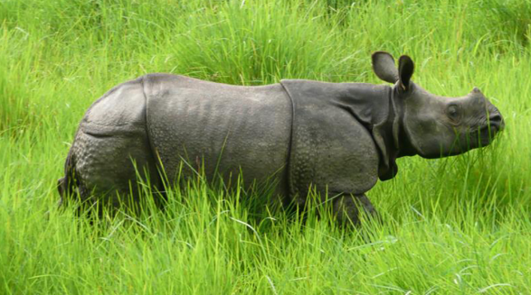 वन्यजन्तु मानव द्वन्द्व : ६ महिनामा १० जनाको मृत्यु
