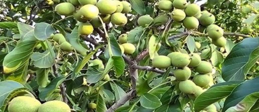 बाँझो जग्गामा ओखरखेती