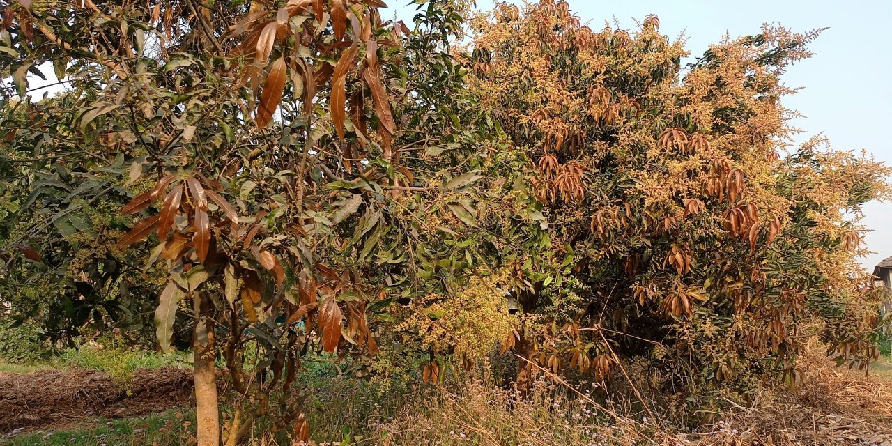 आँपमा ‘अफइयर’ : पुराना बोट फुलेनन्, नयाँमा ढकमक्क