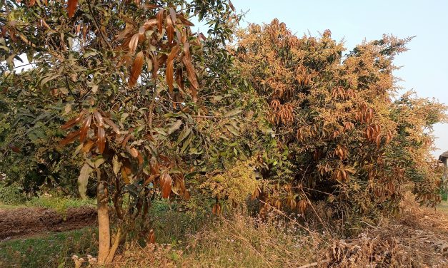 आँपमा ‘अफइयर’ : पुराना बोट फुलेनन्, नयाँमा ढकमक्क