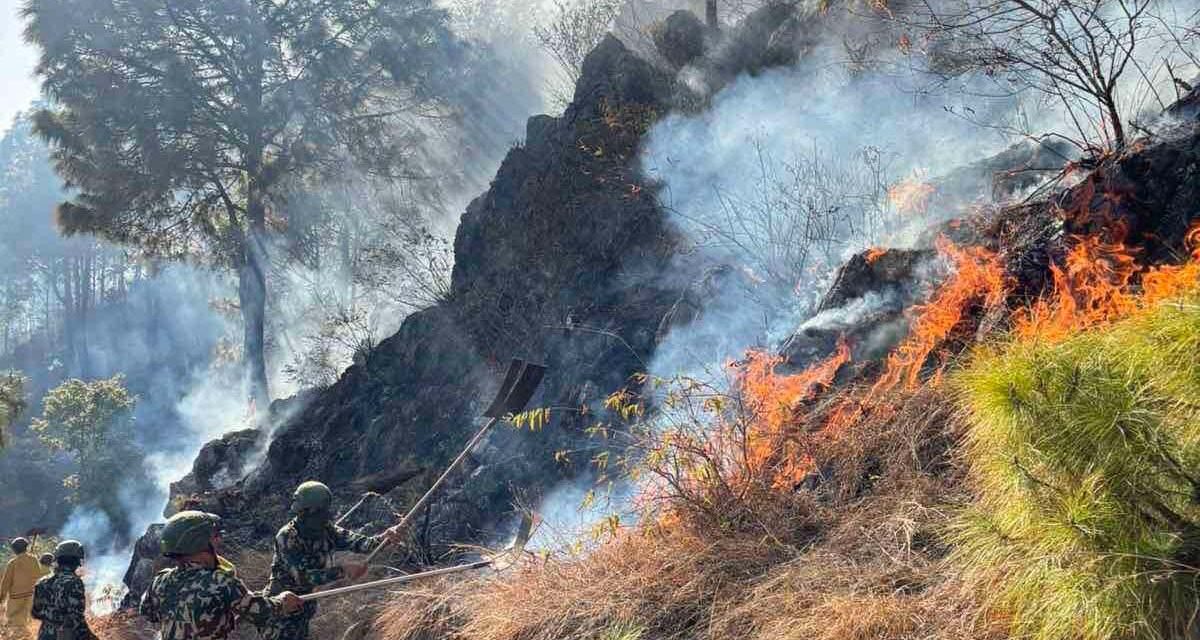 पाल्पा डढेलो : चार सामुदायिक वनमा क्षति