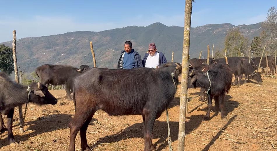 किसानलाई स्वरोजगार बनाउन ४ सय राँगा वितरण गरिँदै