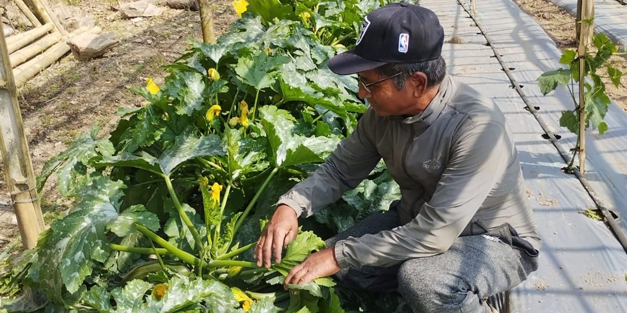 सागसब्जी खेतीबाट वार्षिक ७ लाख आम्दानी गरिरहेका हिराबहादुर