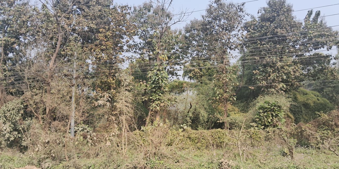सामुदायिक वनमा महिला नेतृत्वको सफल अभ्यास