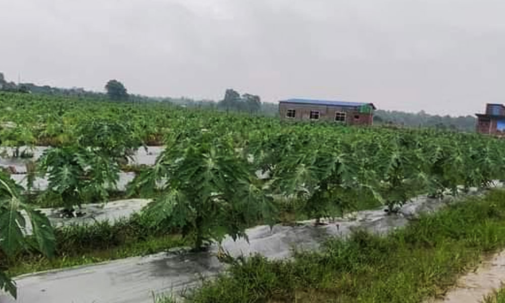 मेवाका बिरुवाको माग बढ्दो