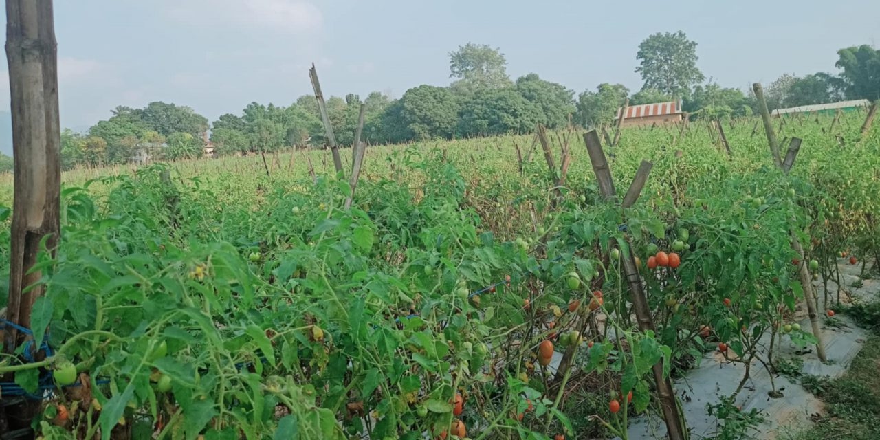 दाङका उदाहरणीय कृषक भिमकान्त भन्छन् : कृषिमा युवालाई आकर्षिक गर्नुपर्छ