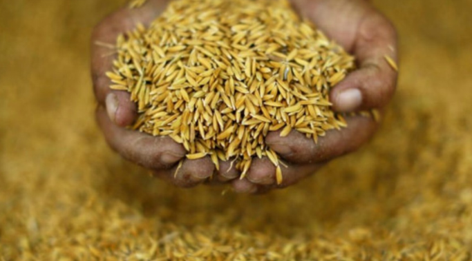 कृषकलाई चैते धानको बीउ अनुदानमा