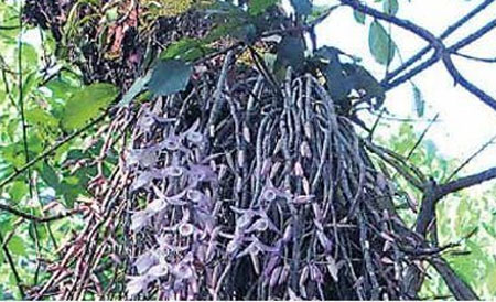 वर्षको एक दिन मात्र फूल्ने अनौठो फूल !