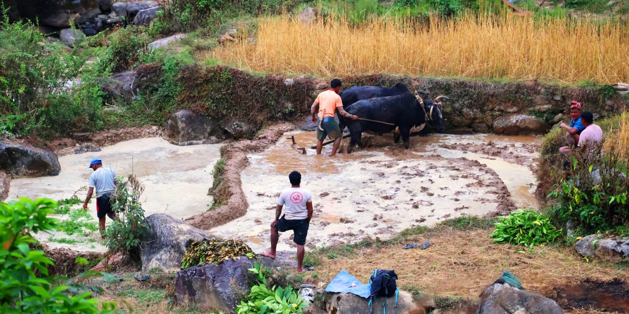 हलगोरु पाल्ने १७८ किसानले पाए पोषणभत्ता