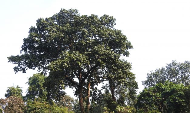 जलथलमा मासिँदै दुर्लभ जीव र वनस्पतिहरु