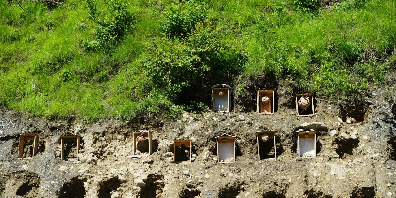 म्याग्दीमा व्यावसायिक अरिङ्गालपालन
