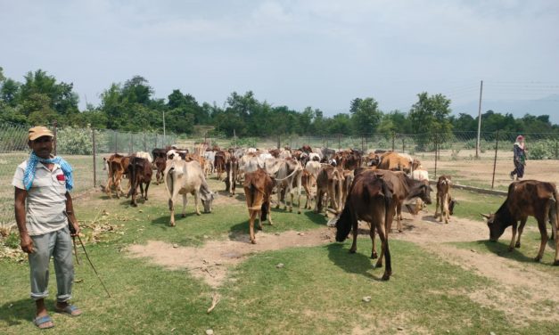 छाडा चौपाया व्यवस्थापन केन्द्रमा बजेट अभाव