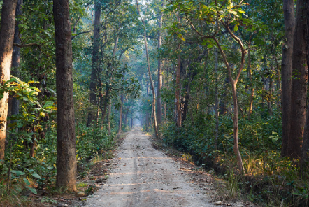 संघ र प्रदेशको अधिकारको विवादले वन मुद्दा फछ्र्यौट हुनै सकस