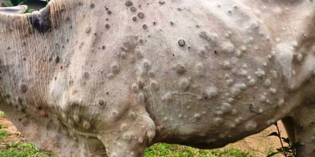लम्पी स्किन र अफ्रिकन स्वाइन फिभरको अवस्था पत्ता लगाउन टोली परिचालन