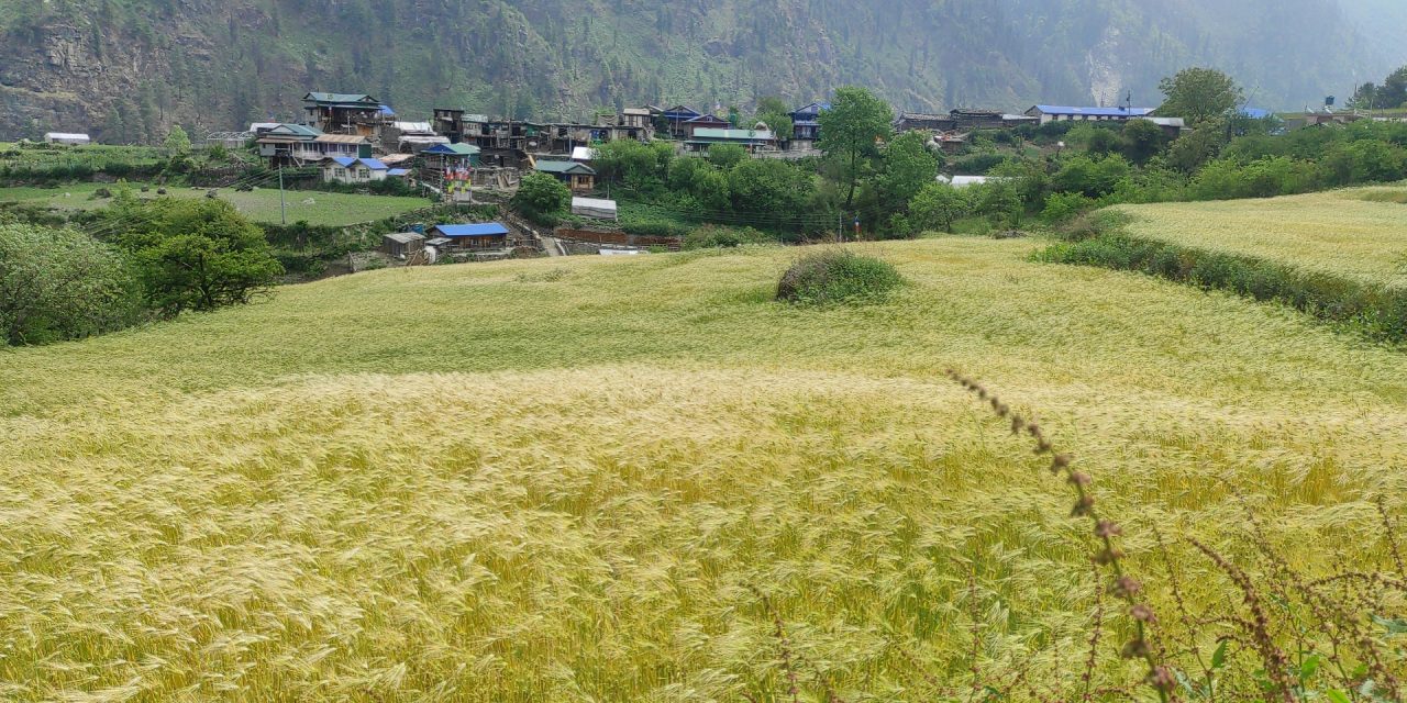 जलवायु परिवर्तनको असर : मनाङमा खेती गर्ने समय पनि परिवर्तन हुँदै