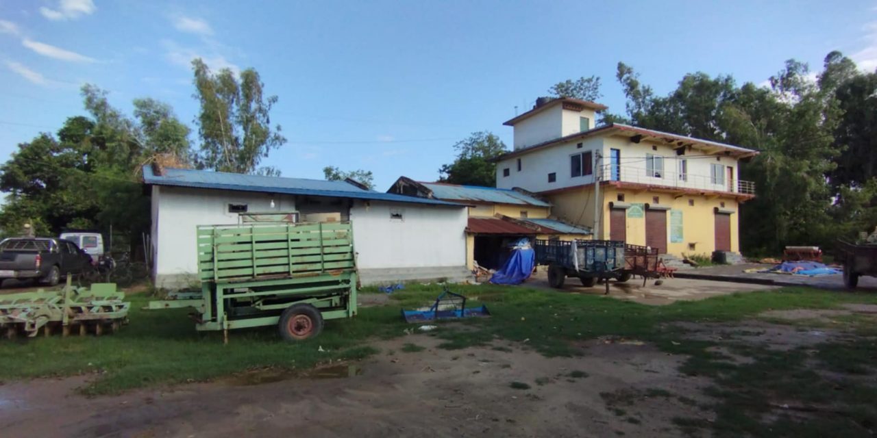 सय हेक्टरमा धानको बीउ उत्पादन गर्दै सहकारी
